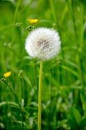 astounding dandelion