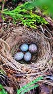blue eggs nest