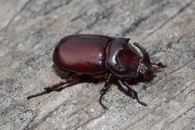 brown rhinoceros beetle close up