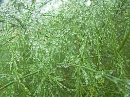 bush in drops of water