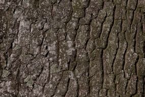 Old oak bark