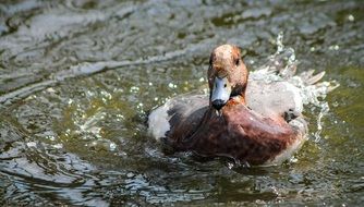 wild duck splashing in water