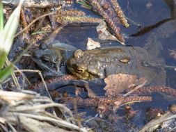 two frogs in wild