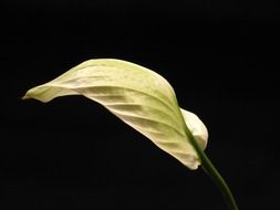 yellow spathiphyllum flower on a black background