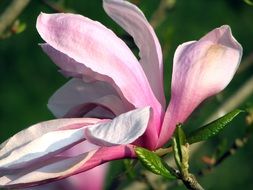 spring tree flower