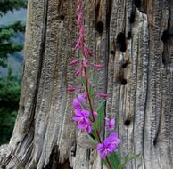 plant with violet flowers near a big tree