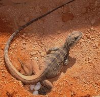 brown lizard reptile wildlife portrait