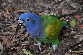 blue and green parrot on ground