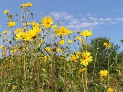summer yellow wild flowers