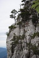 panoramic view of trees on the rocks