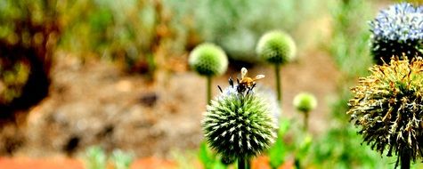 bee on a green bud