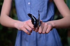 morpho peleides butterfly on child girl’s hands