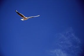 seagull in deep blue sky