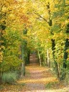 trail through the autumn forest