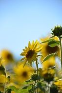 summer sunflower blossom