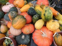 pumpkin autumn harvest
