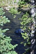 Forest in Yellowstone