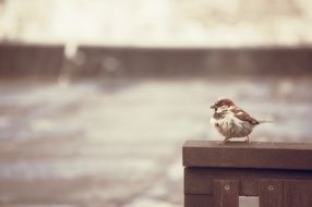 photo of a sparrow on a bench in the rain