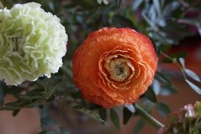 ranunculus flower in bloom