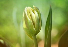 Closed tulip in spring