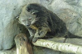 stunningly beautiful binturong mammal