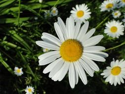 striking flower blossom