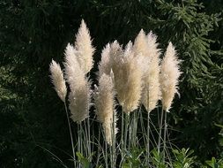 grass pampas like feathers