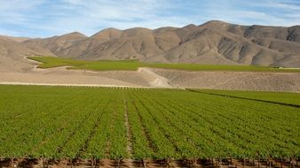 chile wine andes