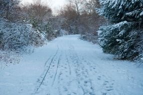 snowy forest road in Bavaria