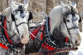 Picture of beautiful domestic horses