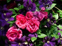 bouquet of roses and purple flowers