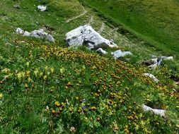 flowers in the grass on the mountainside