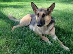 German shepherd puppy is resting in a meadow