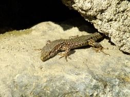 lizard between rocks