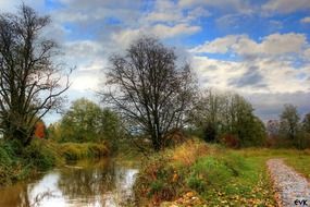 view of trees in the wild