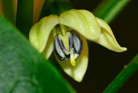 yellow flower of chili pepper close-up