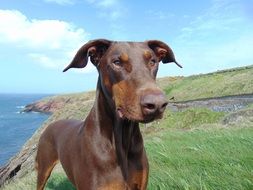 doberman dog