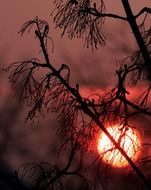 view of a red sunset through the silhouette of a tree