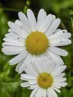 two white daisies close up