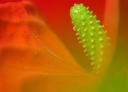 flower red green yellow macro view
