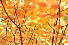 yellow autumn foliage in the sunlight