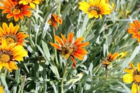 field of bright flowers