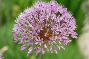 flower of wild garlic