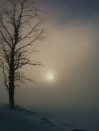 tree against a foggy sky