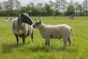 Domestic sheep in the yard in Netherlands