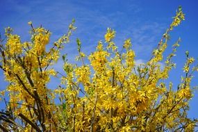 branch of yellow rapeseed