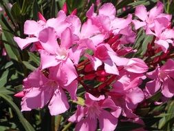 Pink oleander flowers in the garden