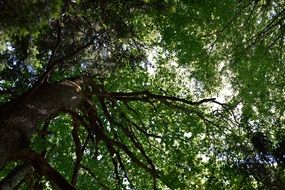 tree branches with green crown