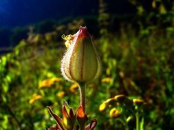 stunningly beautiful wild flowers