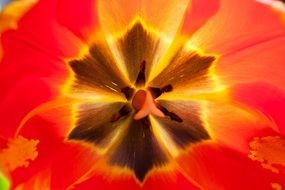 spring tulip stamp close-up shot